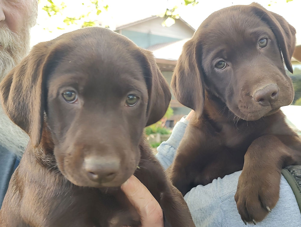 puppies available