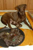 Abe/Billie pups, day 3, April 30, 2006