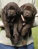 Abe/Billie female pups, day 36, June 4, 2006. Collar colors (L) to (R) Purple & Red