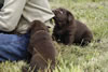 Abe/Billie pups, day 36, June 4, 2006. Learning to tug.