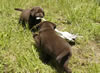 Abe/Billie pups, day 36, June 4, 2006. Introduction to birds.