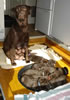 Billie and pups, day 15, May 12, 2006