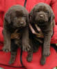 Abe/Billie female pups, day 30, May 27, 2006. Collar colors (L) to (R) Purple & Happy Face