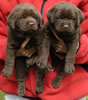 Abe/Billie female pups, day 30, May 27, 2006. Collar colors (L) to (R) Pink & Blue