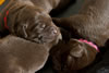 Abe/Bing chocolate female pups, Day 6. Collar colors - Pink & Red. February 18, 2012