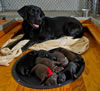 Bing and pups, Day 6. February 18, 2012