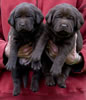 Abe/Bing Chocolate Females, Collar colors Red & Pink. Day 27. March 10, 2012