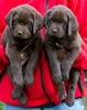 Abe/Bing Chocolate females, Collar colors Pink & Red. Day 44, March 28, 2012