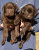 Abe/Bing Chocolate males, collar colors Red & Blue, Day 32. September 30, 2012.