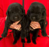 Abe/Garmin Black Females, Collar colors Red & Pink, day 19. May 19, 2012