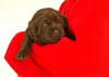 Abe/Garmin Chocolate Female, Collar color Pink, day 19. May 19, 2012