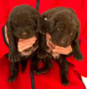 Abe/Garmin Chocolate Males, Collar colors Green & Purple, day 19. May 19, 2012