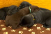 Abe/Garmin pups, day 19. May 19, 2012