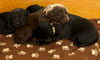 Abe/Garmin pups, day 19. May 19, 2012