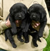 Abe/Garmin Black Males, Collar colors Blue & Yellow, Day 28. May 28, 2012