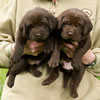 Abe/Garmin Chocolate Males, Collar colors Green & Purple, Day 28. May 28, 2012