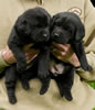 Abe/Garmin Black Females, Collar colors Pink & Red, Day 28. May 28, 2012
