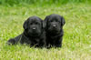 Abe/Garmin Pink collar Black female and Blue collar Black male, Day 28. May 28, 2012