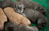 Abe/Garmin pups, day 9. May 9, 2012