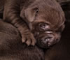 Abe x Jeanine pups, Day 10. February 11, 2021.