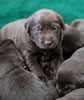 Abe/Jeanine pups, Day 19. February 20, 2021