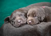 Abe/Jeanine pups, Day 19. February 20, 2021
