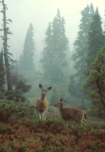 Olympic National Park Black Tail Deer