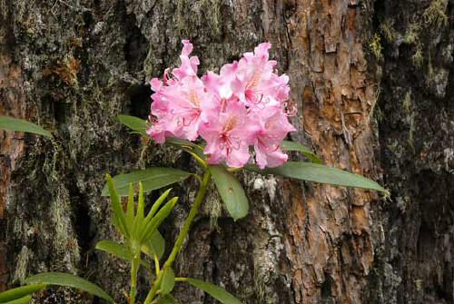 Wild Rhododendron in the Oregon Cascades