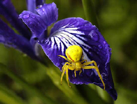 Wild Iris and Wild Spider!