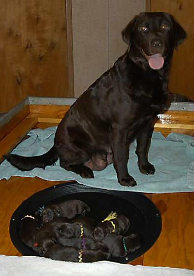 Dish and pups, day 2 September 8, 2003