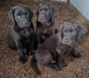 Three Brees x Penny chocolate males are available.