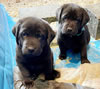 Brees/Whiskey pups, March 12, 2022