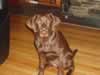 A pup from Bueller and Cocoa's 2006 litter.