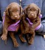Bueller/Layla male pups, Day 30, August 20, 2008. Collar colors (L) to (R) Purple & Pink