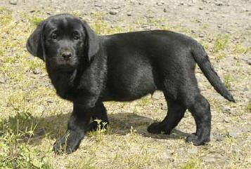 Blue Black male (owned by Jeff Pope,Ephrata, WA).  April 22, 2004