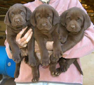 Cutter/Yahoo Chocolate males, Day 42 Collar colors (L to R): Blue, Purple, & Red Print April 8, 2004