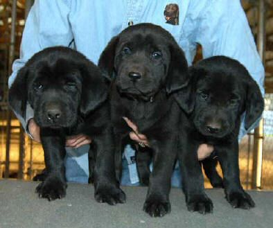 Cutter/Yahoo Black males, Day 43 Collar colors (L to R): Blue, Tiger, Red April 9, 2004