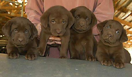 Cutter/Yahoo Chocolate females, Day 42 Collar colors: (L to R): Green, Happy Face, Green Print, & Pink April 8, 2004