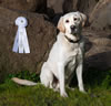 Gruden received a Qualifying 4th place in the American Chesapeake All Breed Field Trial in March 2018