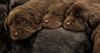 Matlock/Garmin pups, Day 18. December 31, 2012.