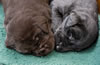 Matlock/Garmin pups, Day 18. December 31, 2012.