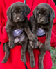 Garmin Chocolate males, Day 35. Color colors Red & Blue. January 21, 2013.