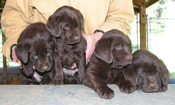 Matlock/Yahoo male pups, day 44, from a previous litter