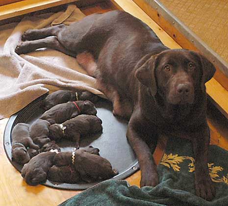 Yahoo and pups, day 1 February 28, 2003