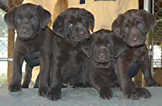 Matlock/Yahoo male pups, day 47 April 15, 2003  Collar colors (L to R): Green, Purple, Blue, & Red
