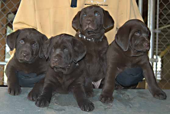 Matlock/Yahoo female pups, day 47 April 15, 2003 Collar colors (L to R): Blue Print, Tiger, Zebra, & Red Print