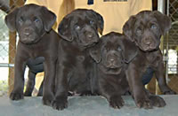 Matlock/Yahoo male pups, day 47 April 15, 2003  Collar colors (L to R): Green, Purple, Blue, & Red (33kb)