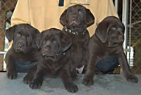 Matlock/Yahoo female pups, day 47 April 15, 2003 Collar colors (L to R): Blue Print, Tiger, Zebra, & Red Print (28kb)