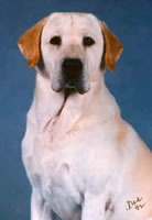 Ch. Trini T's Arnie, 1992 Best of Breed at Westminster-Sire of Merganser's Classic Matlock (10kb)