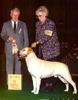 Ch. Trini T's Arnie, 1992 Best of Breed at Westminster-Sire of Merganser's Classic Matlock (18kb)